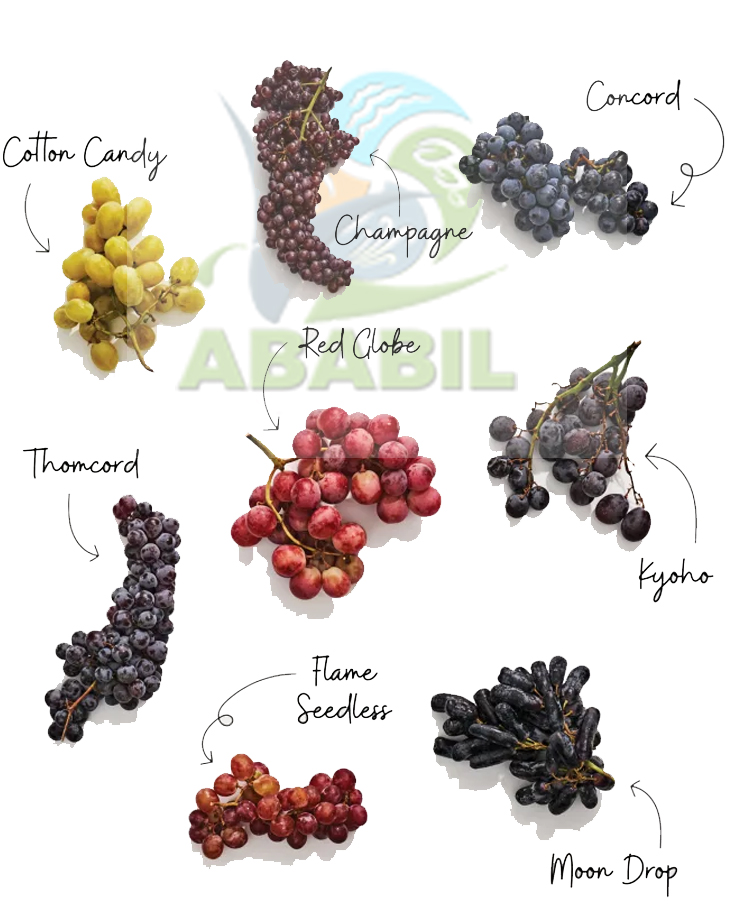 grapes_main1 grapes_main1